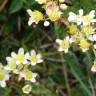 Fotografia 14 da espécie Saxifraga paniculata do Jardim Botânico UTAD