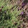 Fotografia 13 da espécie Lavandula pedunculata do Jardim Botânico UTAD