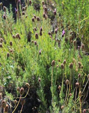 Fotografia 14 da espécie Lavandula pedunculata no Jardim Botânico UTAD