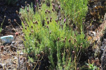 Fotografia da espécie Lavandula pedunculata