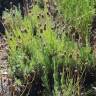 Fotografia 14 da espécie Lavandula pedunculata do Jardim Botânico UTAD