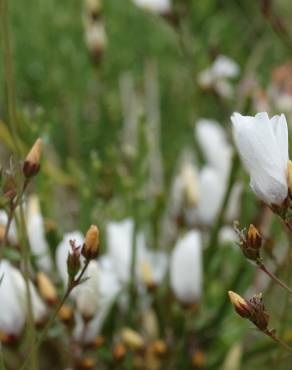 Fotografia 13 da espécie Linum suffruticosum no Jardim Botânico UTAD