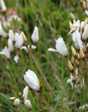 Fotografia 14 da espécie Linum suffruticosum no Jardim Botânico UTAD