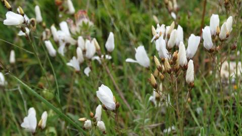 Fotografia da espécie Linum suffruticosum