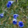 Fotografia 1 da espécie Linum narbonense subesp. barrasii do Jardim Botânico UTAD