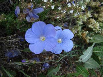 Fotografia da espécie Linum narbonense subesp. narbonense