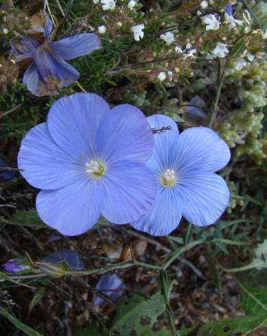 Fotografia de capa Linum narbonense subesp. narbonense - do Jardim Botânico