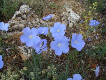 Fotografia da espécie Linum narbonense subesp. narbonense