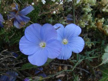 Fotografia da espécie Linum narbonense subesp. narbonense