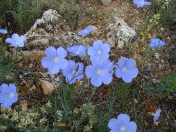 Fotografia da espécie Linum narbonense subesp. narbonense