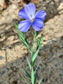 Fotografia da espécie Linum narbonense subesp. narbonense