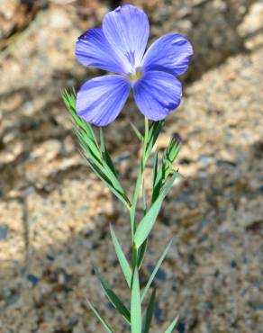 Fotografia 6 da espécie Linum narbonense subesp. narbonense no Jardim Botânico UTAD