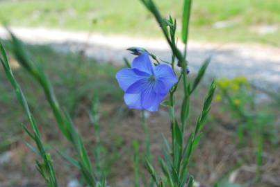 Fotografia da espécie Linum narbonense subesp. narbonense