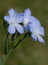 Fotografia da espécie Linum narbonense subesp. narbonense