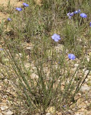 Fotografia 9 da espécie Linum narbonense subesp. narbonense no Jardim Botânico UTAD