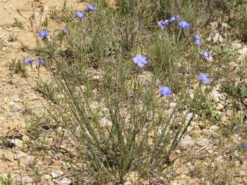 Fotografia da espécie Linum narbonense subesp. narbonense