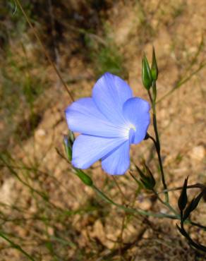 Fotografia 10 da espécie Linum narbonense subesp. narbonense no Jardim Botânico UTAD