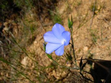 Fotografia da espécie Linum narbonense subesp. narbonense