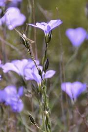 Fotografia da espécie Linum narbonense subesp. narbonense