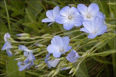 Fotografia da espécie Linum narbonense subesp. narbonense