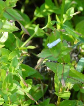 Fotografia 8 da espécie Lindernia dubia no Jardim Botânico UTAD