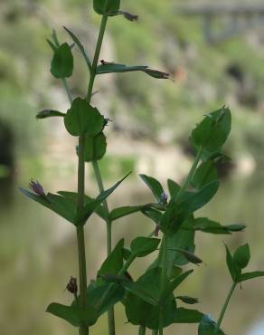 Fotografia 9 da espécie Lindernia dubia no Jardim Botânico UTAD