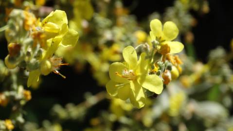 Fotografia da espécie Verbascum pulverulentum