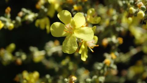 Fotografia da espécie Verbascum pulverulentum