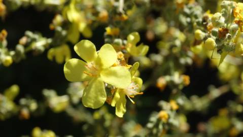 Fotografia da espécie Verbascum pulverulentum