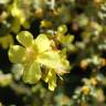 Fotografia 17 da espécie Verbascum pulverulentum do Jardim Botânico UTAD