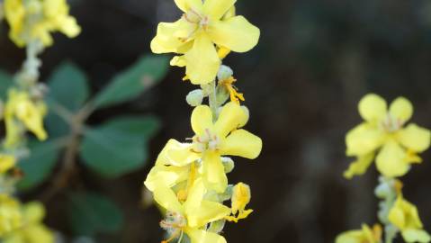 Fotografia da espécie Verbascum pulverulentum