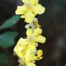 Fotografia 19 da espécie Verbascum pulverulentum do Jardim Botânico UTAD