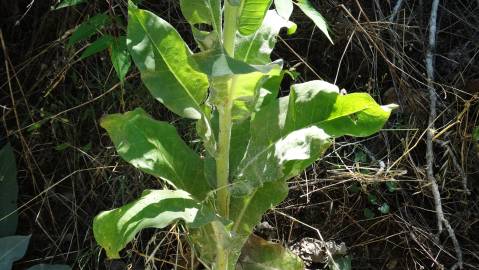 Fotografia da espécie Verbascum pulverulentum