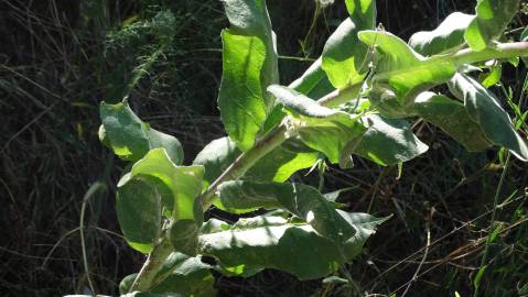 Fotografia da espécie Verbascum pulverulentum