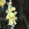 Fotografia 24 da espécie Verbascum pulverulentum do Jardim Botânico UTAD