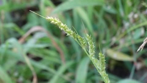 Fotografia da espécie Echinochloa crus-galli