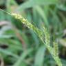 Fotografia 13 da espécie Echinochloa crus-galli do Jardim Botânico UTAD