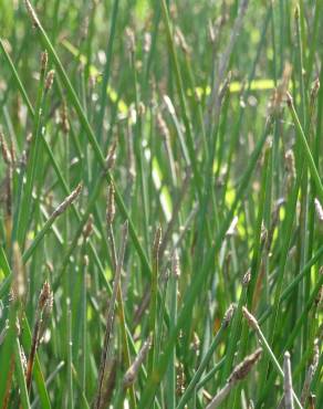 Fotografia 8 da espécie Eleocharis palustris subesp. palustris no Jardim Botânico UTAD