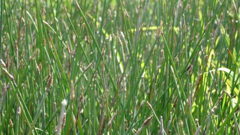 Fotografia da espécie Eleocharis palustris subesp. palustris