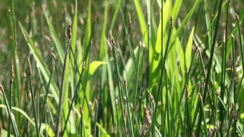 Fotografia da espécie Eleocharis palustris subesp. palustris