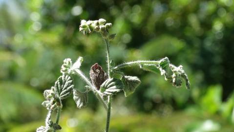 Fotografia da espécie Heliotropium supinum