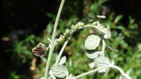 Fotografia da espécie Heliotropium supinum