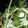 Fotografia 5 da espécie Heliotropium supinum do Jardim Botânico UTAD