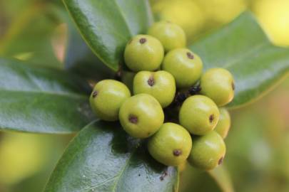 Fotografia da espécie Ilex opaca