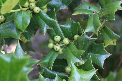 Fotografia da espécie Ilex opaca