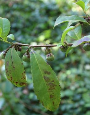 Fotografia 15 da espécie Camellia sinensis no Jardim Botânico UTAD