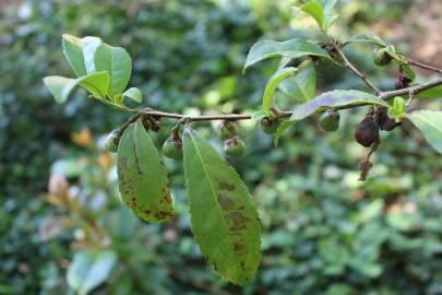 Fotografia da espécie Camellia sinensis