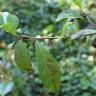 Fotografia 15 da espécie Camellia sinensis do Jardim Botânico UTAD