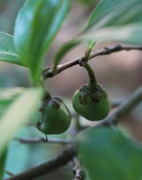 Fotografia 16 da espécie Camellia sinensis no Jardim Botânico UTAD
