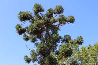 Fotografia da espécie Araucaria angustifolia